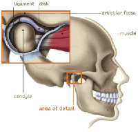 tmj anatomy